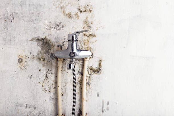 Best Office Mold Removal Services  in Weston, MO