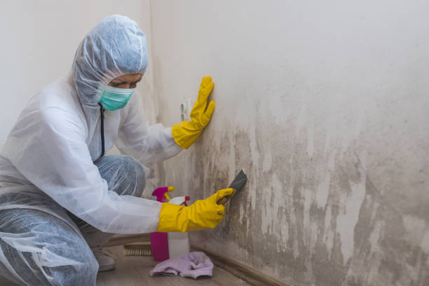 Best Commercial Mold Removal  in Weston, MO