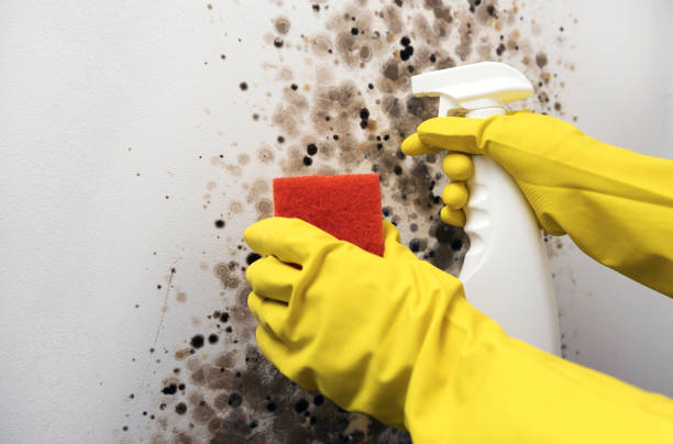 Best Home Mold Removal  in Weston, MO