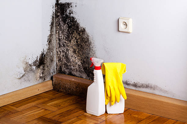 Best Toxic Mold Removal  in Weston, MO