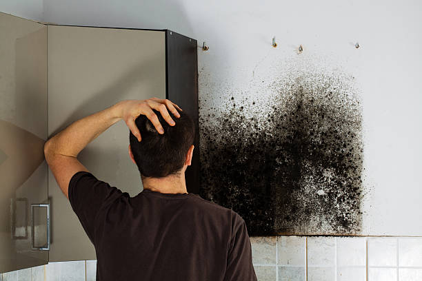 Best Emergency Mold Removal  in Weston, MO